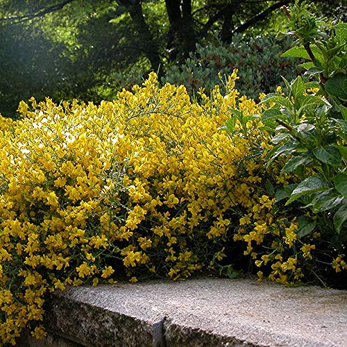 Portal Cool 1 X Genista Lydia español Gorse Hoja caduca arbusto Robusto Jardín de Plantas en el crisol