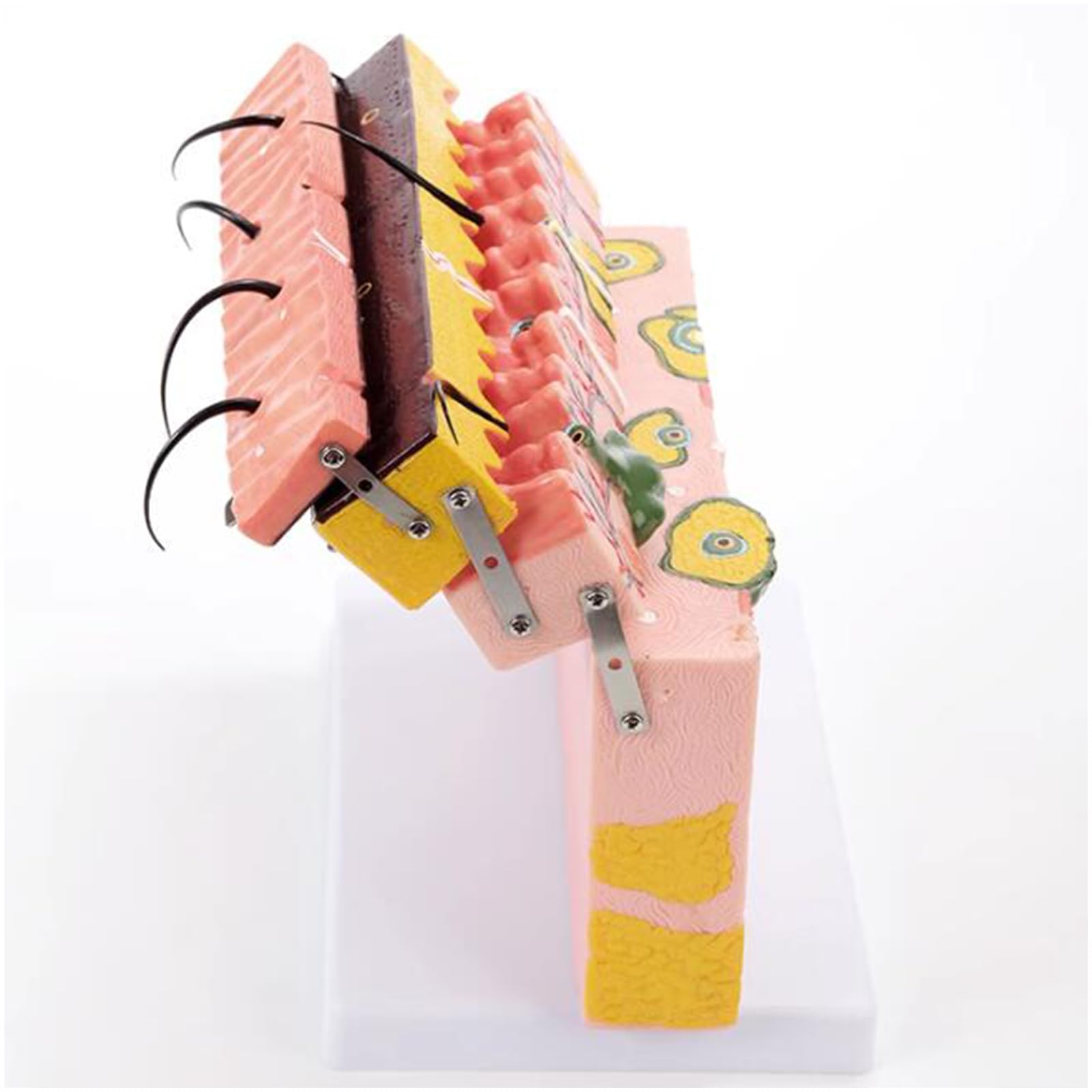Modello di Anatomia della Pelle allargata 70X - Modello anatomico della Pelle con Capelli - per la biologia Forniture di Laboratorio di Aiuto di chirurgia estetica,B