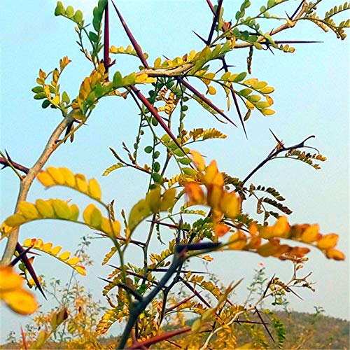Egrow 100 Pcs/Pack Thorns Seeds Thistles And Thorns Tree Plant Vine Tree Fence Thorns