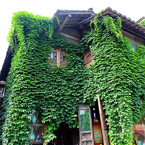 Green Boston Ivy Seeds, Climbing Plant Home & Garden Outdoor Plants 100 Seeds NO-GMO Open Pollinated Heirloom Seeds