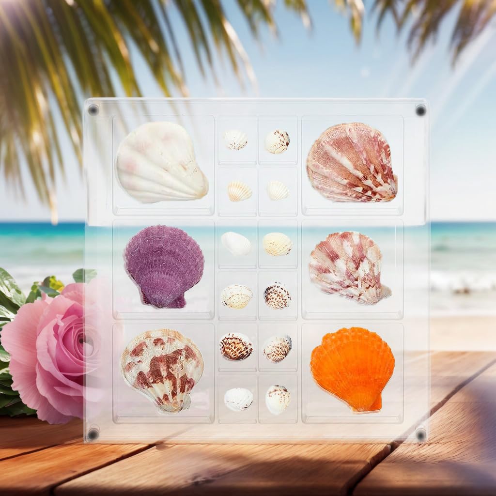 Amazon.co.jp: 貝殻コレクションボックス |正方形磁気アクリル貝殻収納
