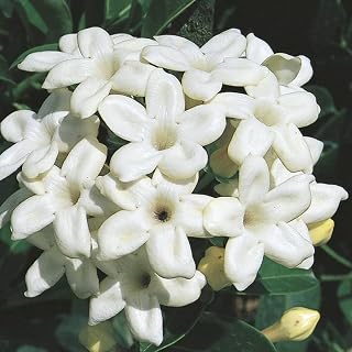 QAUZUY GARDEN 10 Madagascar Jasmine Seeds, Waxflower, Hawaiian Wedding Flower, Bridal Wreath, Stephanotis Floribunda Seeds, Easy-Care Striking Showy Fragrant Accent Plant