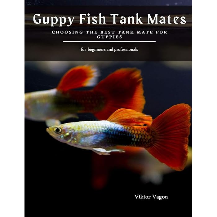 Buy Guppy Fish Tank Mates Choosing the Best Tank Mate for Guppies