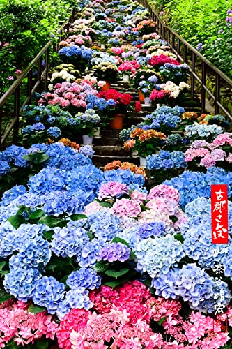 古都さんぽ30 ~写真家 茶谷明宏がゆく~ (Mファクトリー)