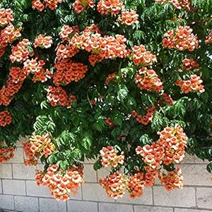 Gardenersdream Trompetenblume 'Radicans' 9cm Topf Kletterpflanze