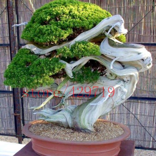 pokemon bonsai collection Re-Ment - Pokemon Pocket Bonsai Vol. 2
