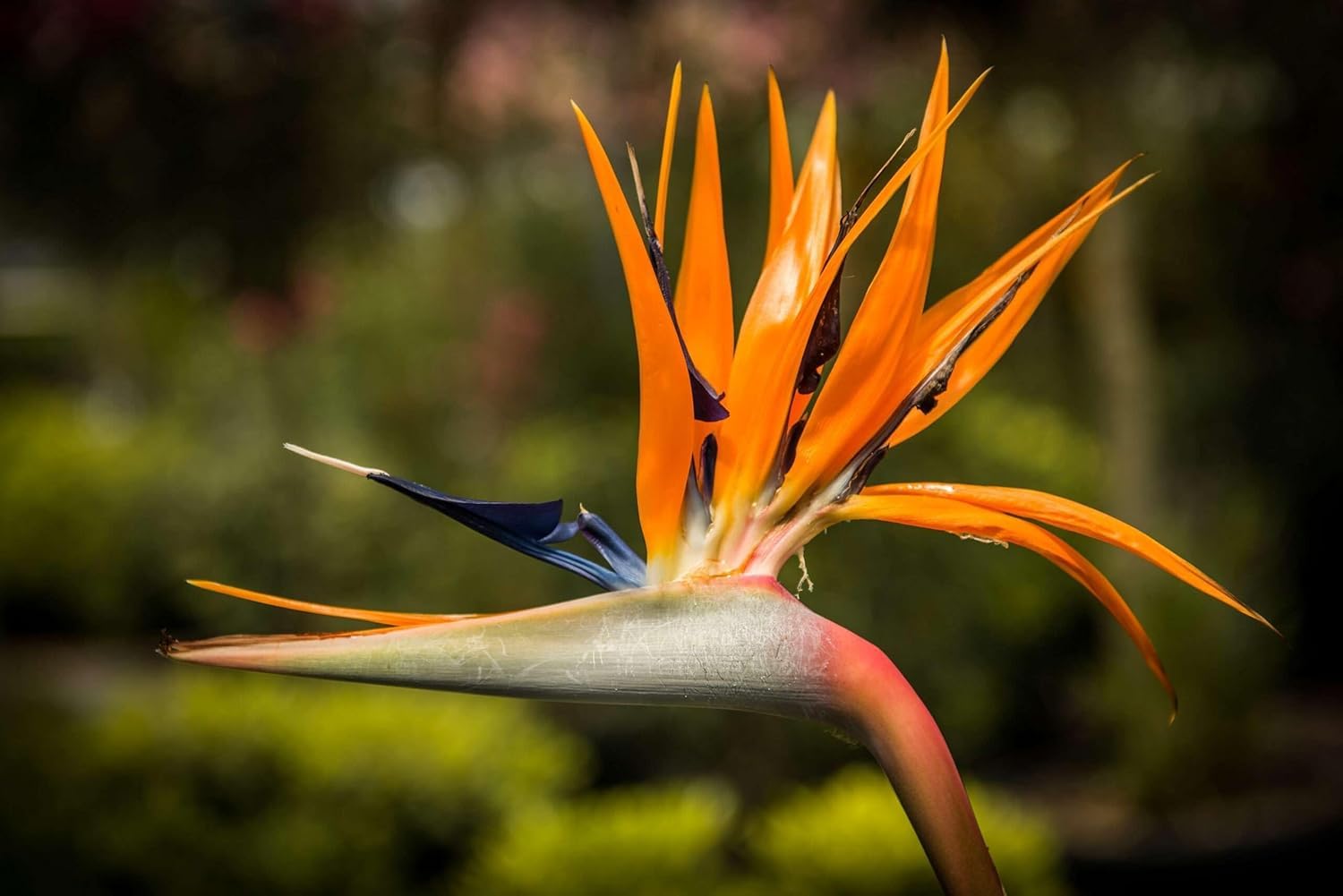 Bird of Paradise Orange Crane Flower Seeds, Strelitzia Reginae, 10