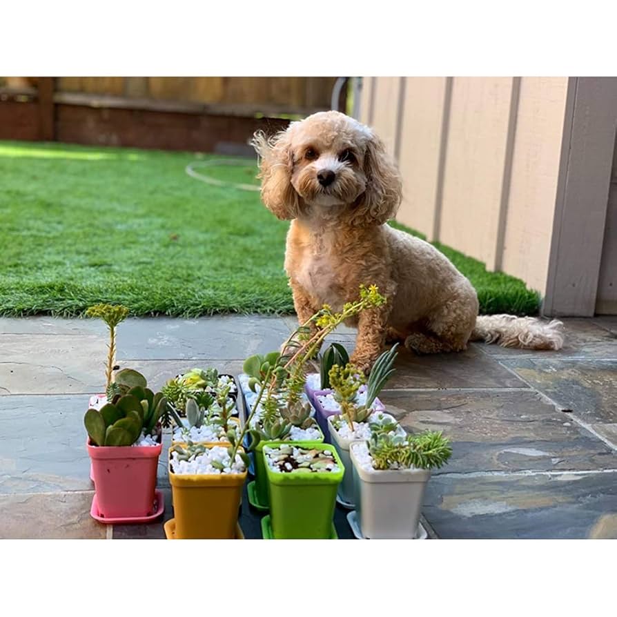 Amazon.com: Hedume 70 Pack Mini Plastic Flower Seedling