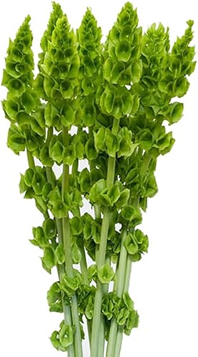 Miniatura 2 de Bells of Ireland Seeds - Gran adición a los bordes de las flores, aproximadamente 150 semillas