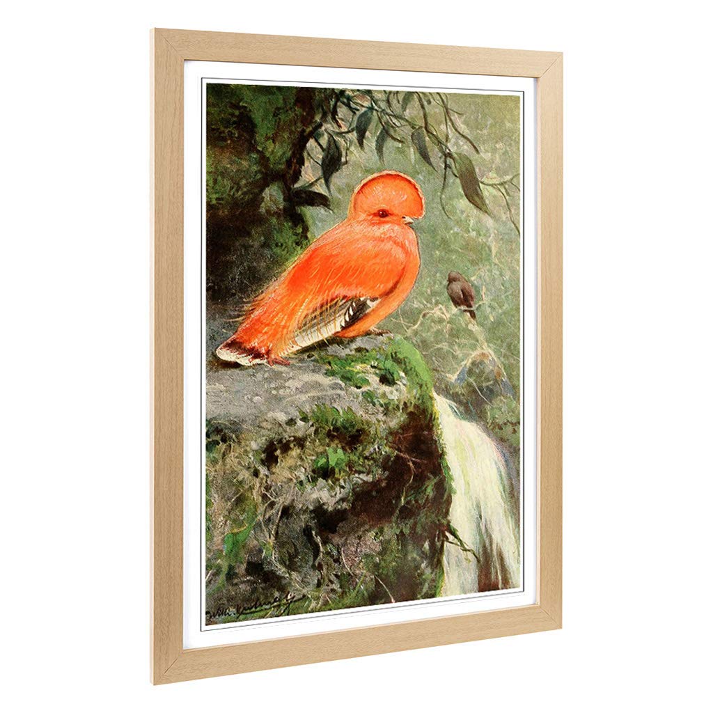 Big Box Art Framed Print of Vintage W Kuhnert Cock of The Rock Design | Wall Art Picture | Home Decor for Kitchen, Living Room, Bedroom, Hallway, Oak, A2 / 24.5x18 Inch / 62x45cm