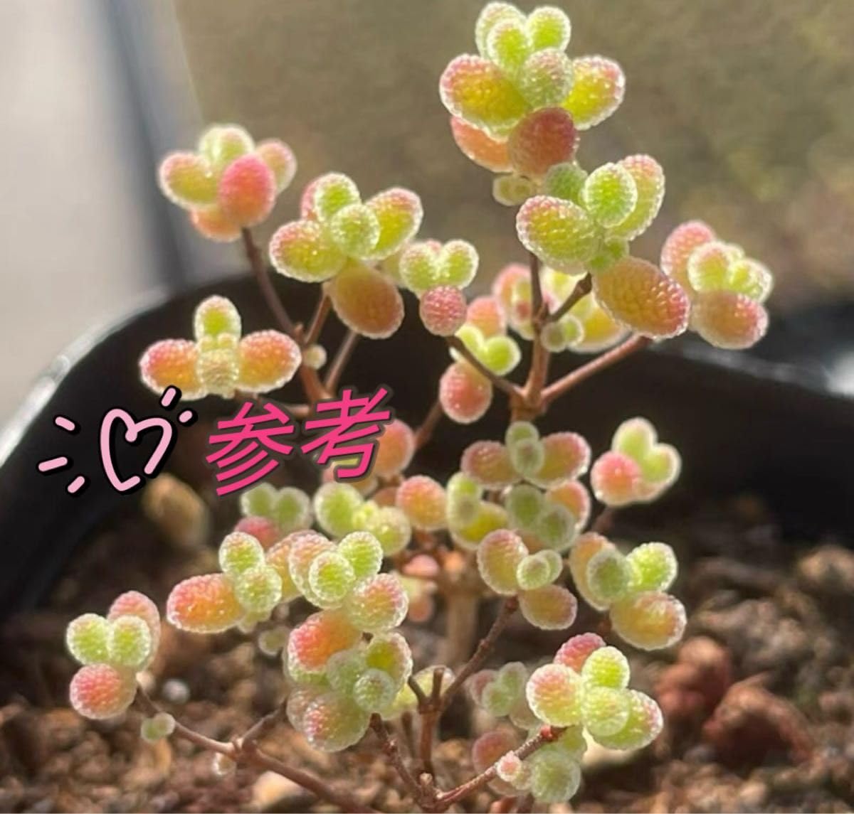 Amazon.co.jp: 多肉植物 種子 ドロサンセマム グロボーサム10粒