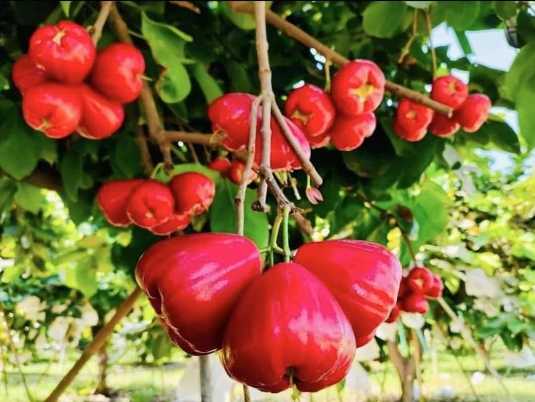 See full amazon price history chart for Water apple fruit 1kg fresh || Live plant for water apple (Pack of 1 Healthy Live plant) Water apple fruit 1kg fresh || Live plant for water apple (Pack of 1 Healthy Live plant) (B0DCTWP5HL) Amazon Price History, Amazon Price Tracker