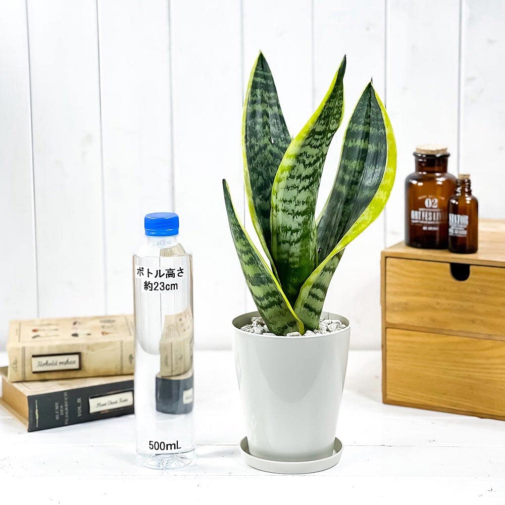 EMP サンセベリア KOBITO 小人 / 親株サイズ SA52 EMP サンセベリア