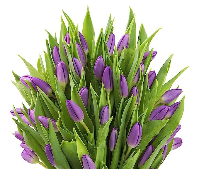 kabloom prime next day delivery - wedding collection - 30 purple tulips i gift for birthday anniversary thank you mothers day fresh flowers