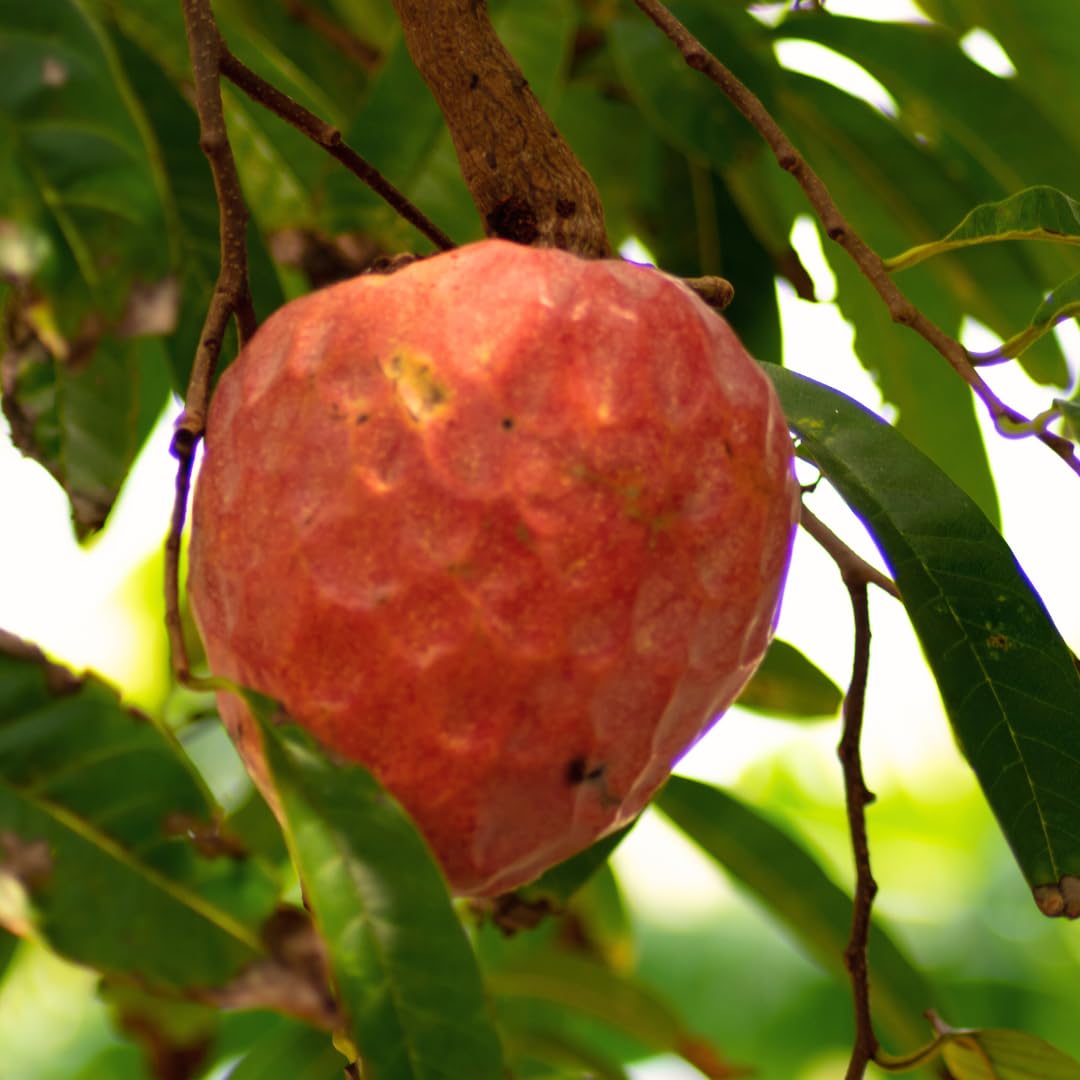 M-Tech Gardens Rare Custard Apple (" Red " Annona reticulata, Seedling) Exotic 1 Live Fruit Plant
