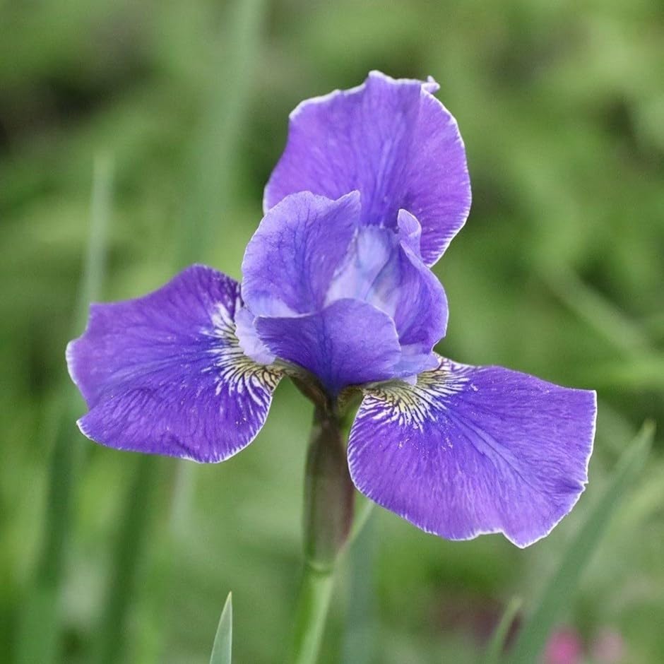 Plant Theory Silver Edge Siberian Iris Perennials Flowering Plants Iris 2L Pot