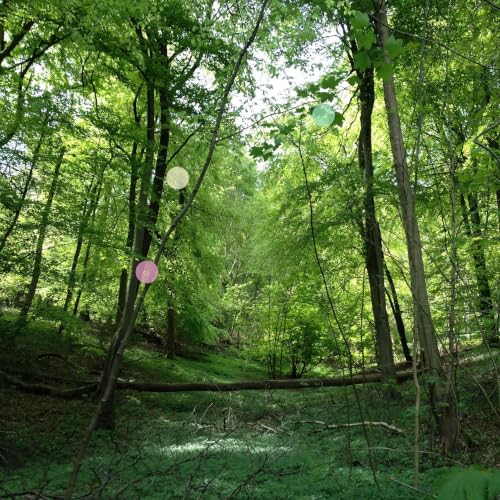 Eine Waldlichtung im Fr&uuml;hsommer