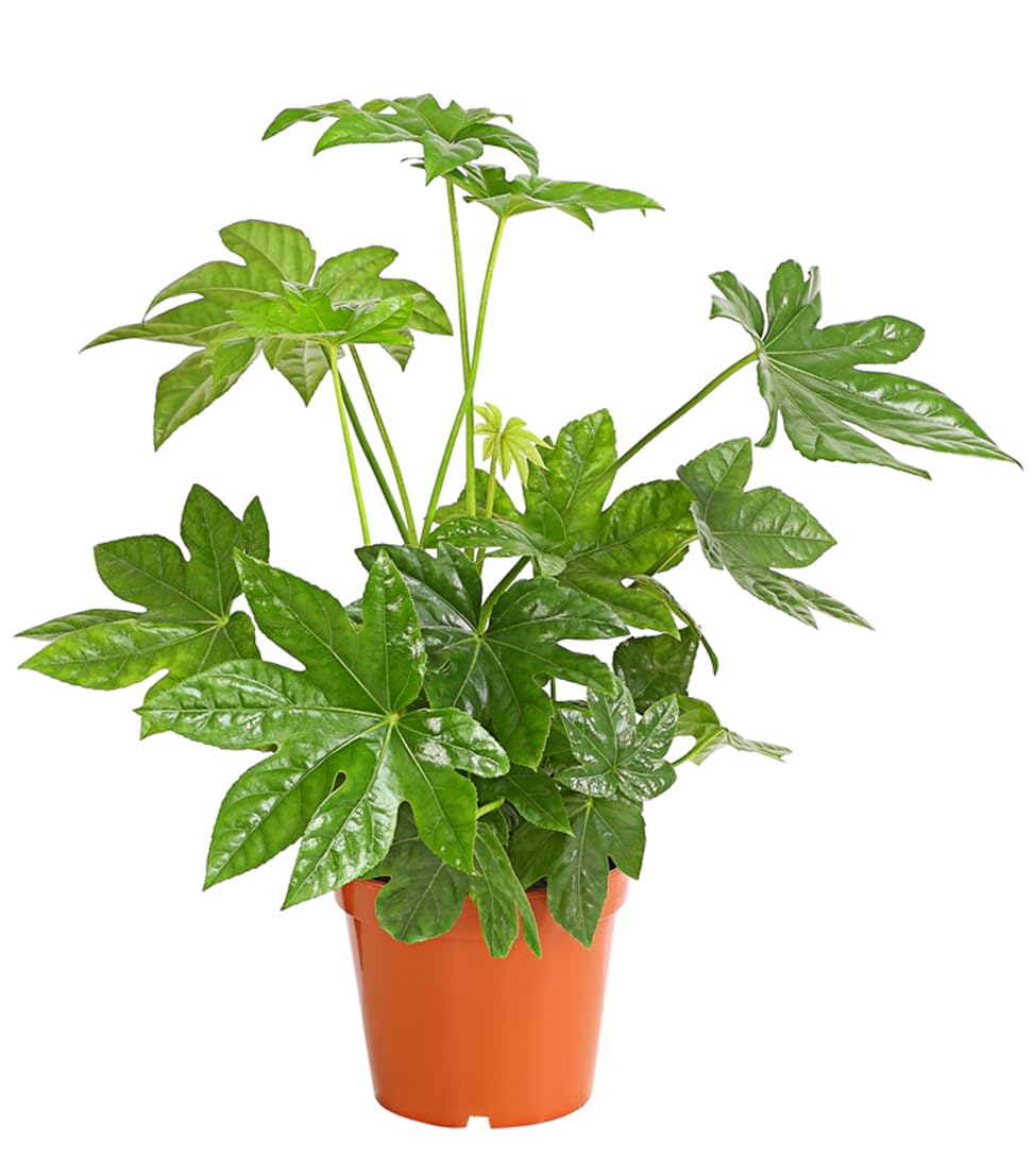 Dehner Zimmeraralie, Fatsia japonica, Zimmerpflanze mit ledrigen,  mehrlappigen Blttern, 50-60 cm inkl. Pflanztopf,  Topf 17 cm : Amazon.de:  Garten