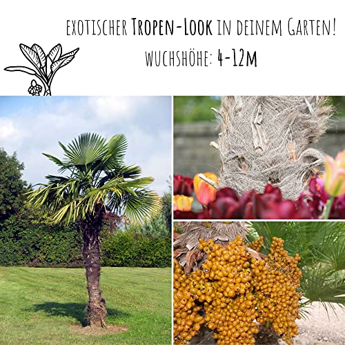 Palmen Samen – Bild 4