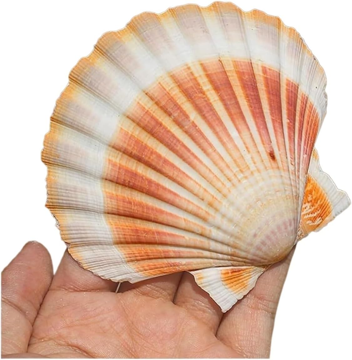 Large Natural Yellow Scallop Seashells Conch Shells