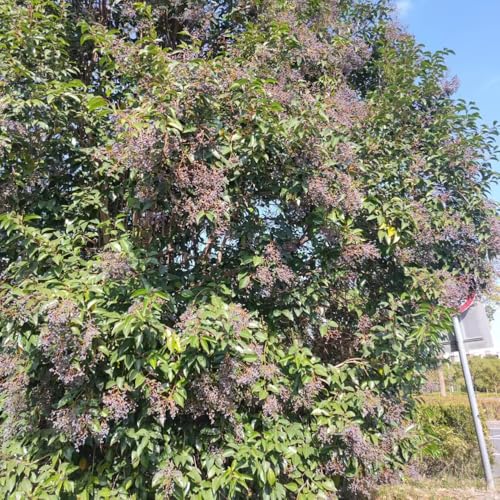 semillas de seto de aligustre - semillas de jardín plantas verdes plantas de oficina -Serie Plantas Raras- plantas en maceta resistentes semillas de plantas arbustos de hoja perenne 120pcs
