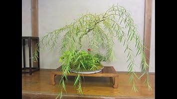 Bonsai Dwarf Weeping Willow Tree - Large Thick Truck Cutting - Ready to Plant - Get a Rare Dwarf Bonsai Tree Very Fast