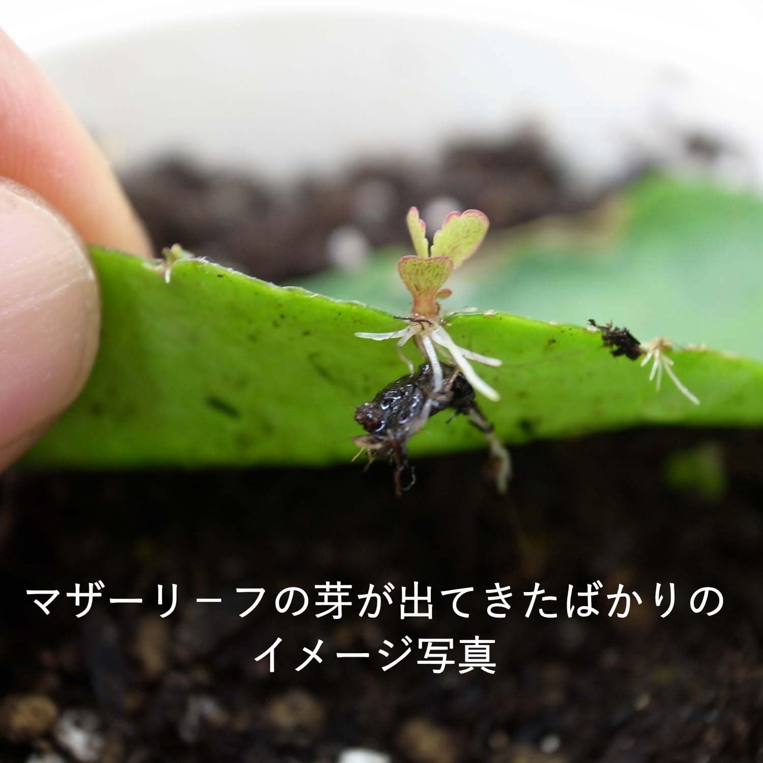 Amazon｜【ブルーミングスケープ】もぎたてフレッシュなマザーリーフ