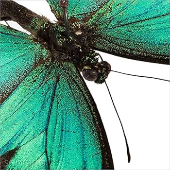 Amazon.co.jp: 蝶の標本 ヘリボシアオネアゲハ P.lorquinianus