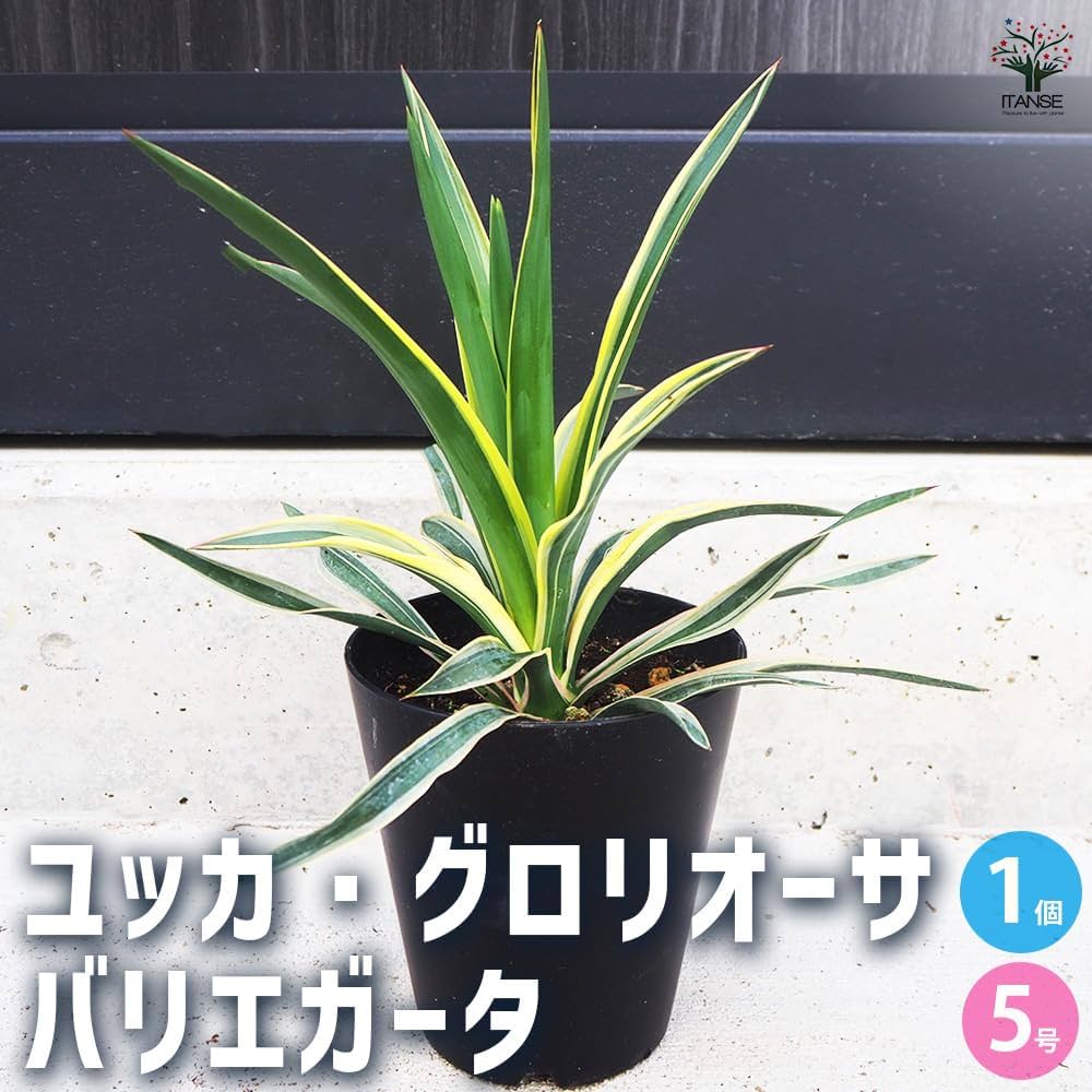 りいむ様用 \" Yucca \"⑤ ユッカグロリオサ キミガヨラン90cm ユッカ・グロリオサ（Yucca gloriosa）/ アツバキミガヨラン（厚
