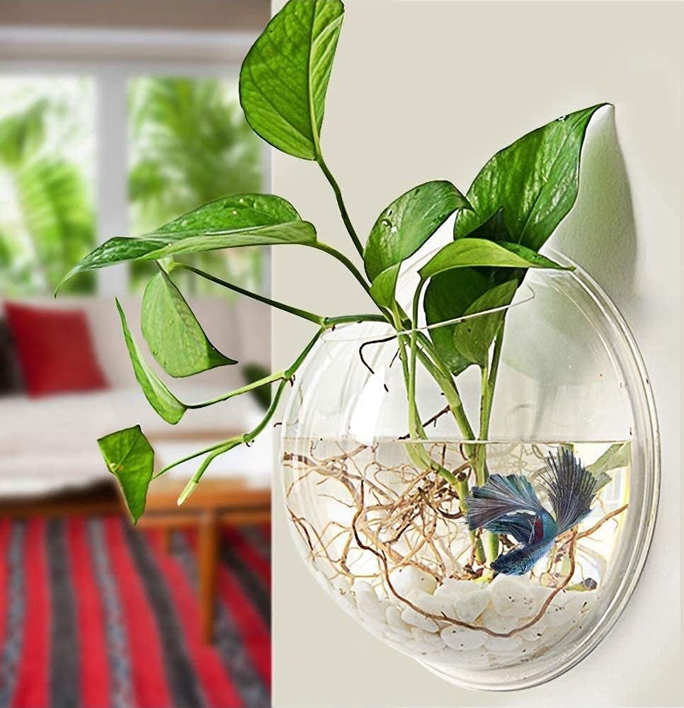 GALLIVANT Glass Wall Aquarium/Wall Vase for Home Décor- 8inch| Wall Hanging Glass Fish Bowl, Terrarium Bowl, Plant Holder |Ideal for living rooms, offices & balconies to display plants, fish & pebbles-image-39