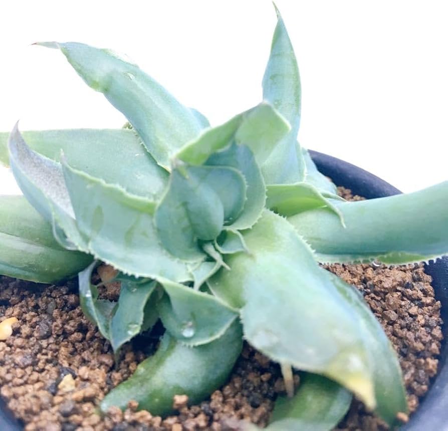 Amazon.co.jp: ビルモリニアナ綴化 Agave vilmoriniana f. crist