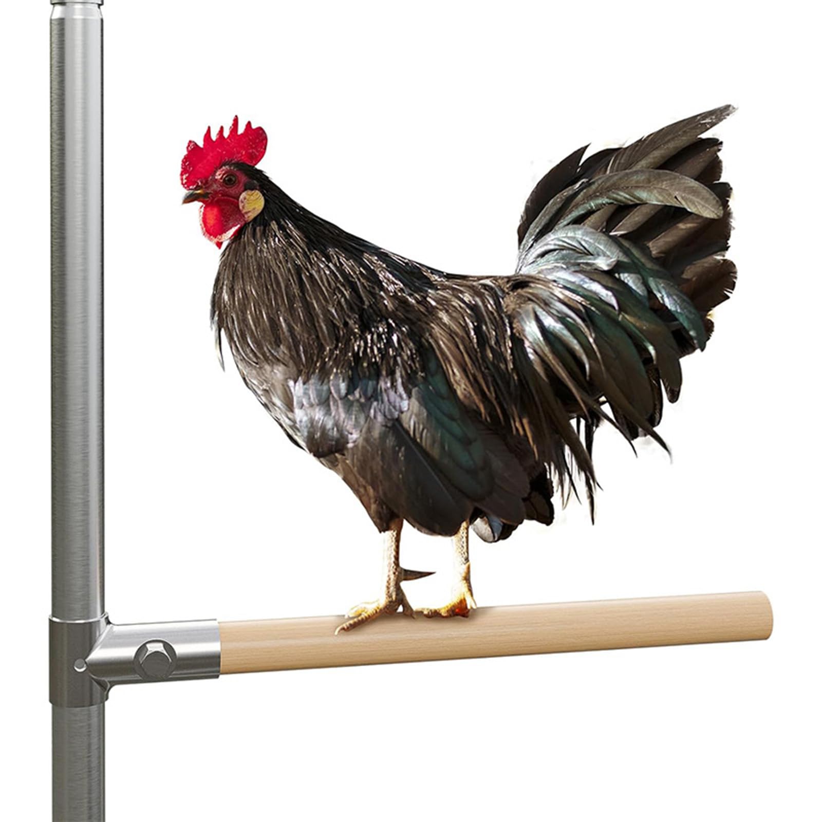 Set di posatoi per pollo, bar per gallo della giungla, fatto a mano, supporto per uccelli, per uccelli, pappagalli, ara