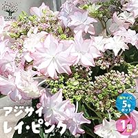 Amazon.co.jp: ITANSE アジサイ・KEIKO ピンク(ケイコピンク) 5