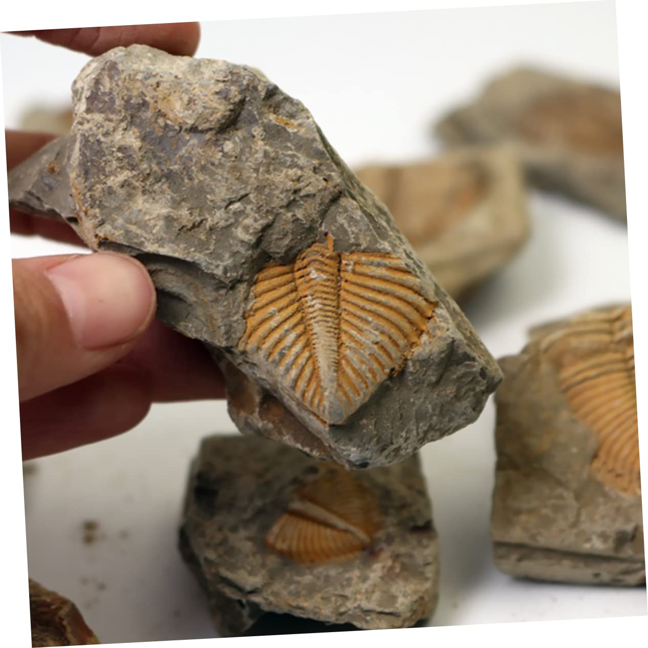 Garneck Campione di Trilobite Naturale 2 Pezzi, Ornamento da Scrivania Educativo per Ragazzo Ragazza, Materiale Didattico Paleontologico per Collezione e Decorazione Casa