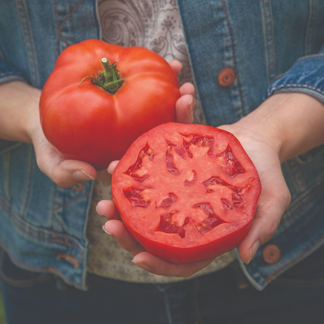Tomato 'Burlesque F1' – Large Beefsteak, Blight Tolerant 1 Packet x 10 Seeds By Suttons