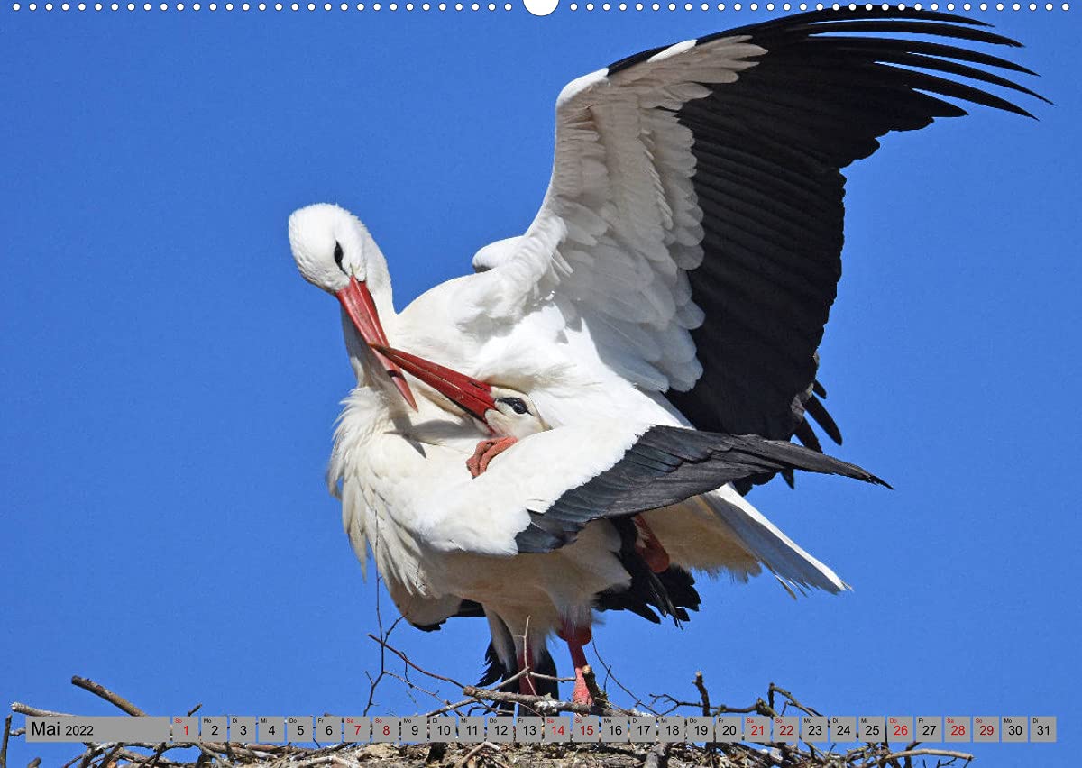 Zu Gast bei Familie Storch (Wandkalender 2022 DIN A2 quer): Störche ... gern gesehene Gäste in Deutschland (Monatskalender, 14 Seiten ) (CALVENDO Tiere)