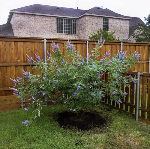 Chuxay Garden 25 Seeds Vitex Agnus-Castus 'Shoal Creek' Seeds,Chaste Tree,Monk's Pepper Tree,Chasteberry Hardy Deciduous Vase-Shaped Shrub Showy Accent Decorative Garden #TOP5