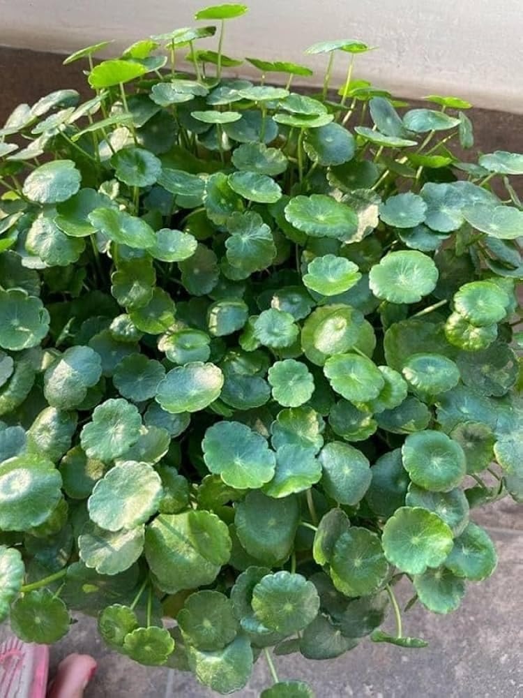 Chinese Money Plant (Coin Plant/Pilea peperomioides) With Pot - Vastu Recommended Evergreen Air Purifier Ideal For Office Desk & Study Tables (1 Live Healthy Plant With Extra Vine)-image-44
