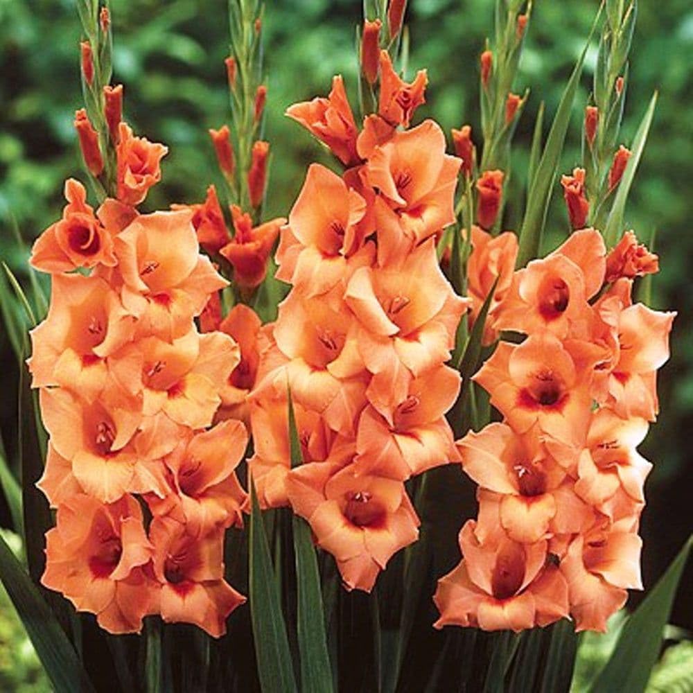 Gladioli Peter Pears Orange Beautiful Flowering Perennial Summer Garden Bulbs (25)