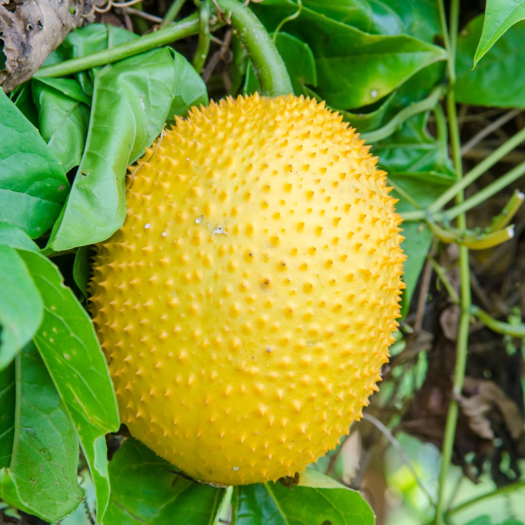 See full amazon price history chart for Floral Treasure Gac Fruit " Golden Hybrid " Momordica cochinchinensis Fruit Seeds (2 Seeds Pack) Floral Treasure Gac Fruit " Golden Hybrid " Momordica cochinchinensis Fruit Seeds (2 Seeds Pack) (B0D87V5NDX) Amazon Price History, Amazon Price Tracker