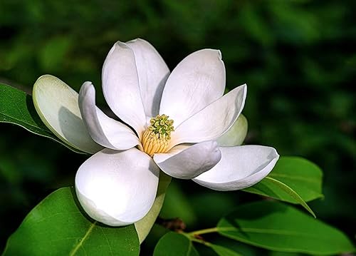 20 semillas Sweetbay Magnolia Semillas de árbol para plantar Magnolia virginiana Northern jocdw (semillas)