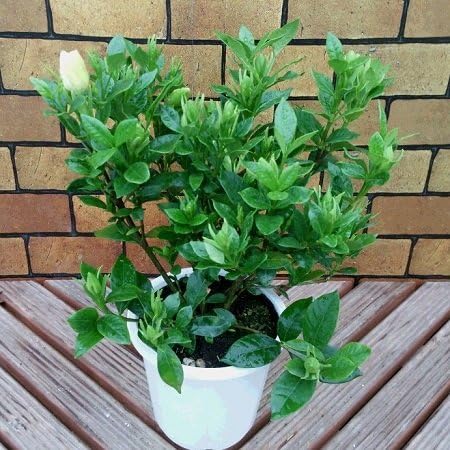 Amazon くちなし クチナシ 4 5号鉢 薫る バラ咲き 鉢