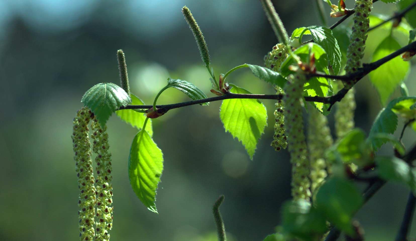 Betulla bianca alba "Betula pendula" in vaso ø28 cm h oltre 2 metri Vivaio di Castelletto