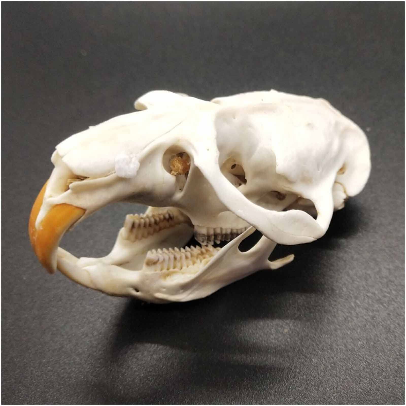 高品質！ドブネズミの頭骨 高品質！ドブネズミの頭骨 高品質