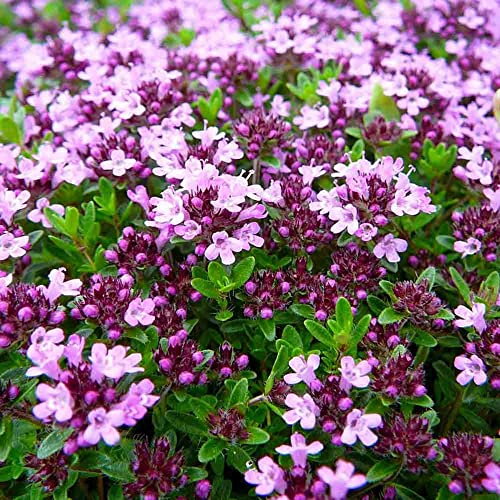 Dichmag 1500 Multiple Colors Creeping Thyme Seeds For Planting - Mix Creeping Thyme Ground Cover Flowers Seeds Easy To Grow #TOP1