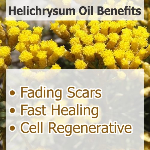 Image of Crysalis Helichrysum Italicum 100% Pure & Natural Undiluted Essential Oil - Organic Standard for Aromatherapy, Skin, Hair & Body Care - 30ML With Dropper