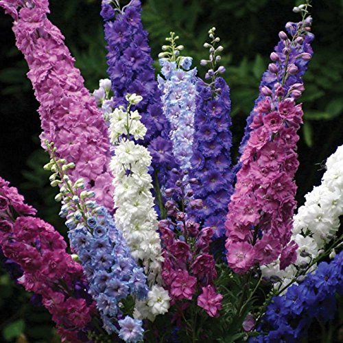 Creative Farmer Flower Seeds Larkspur-Rose Smile Flower Seeds For Home Garden-100 Seeds (B01LXPINDO) Amazon Price History, Amazon Price Tracker