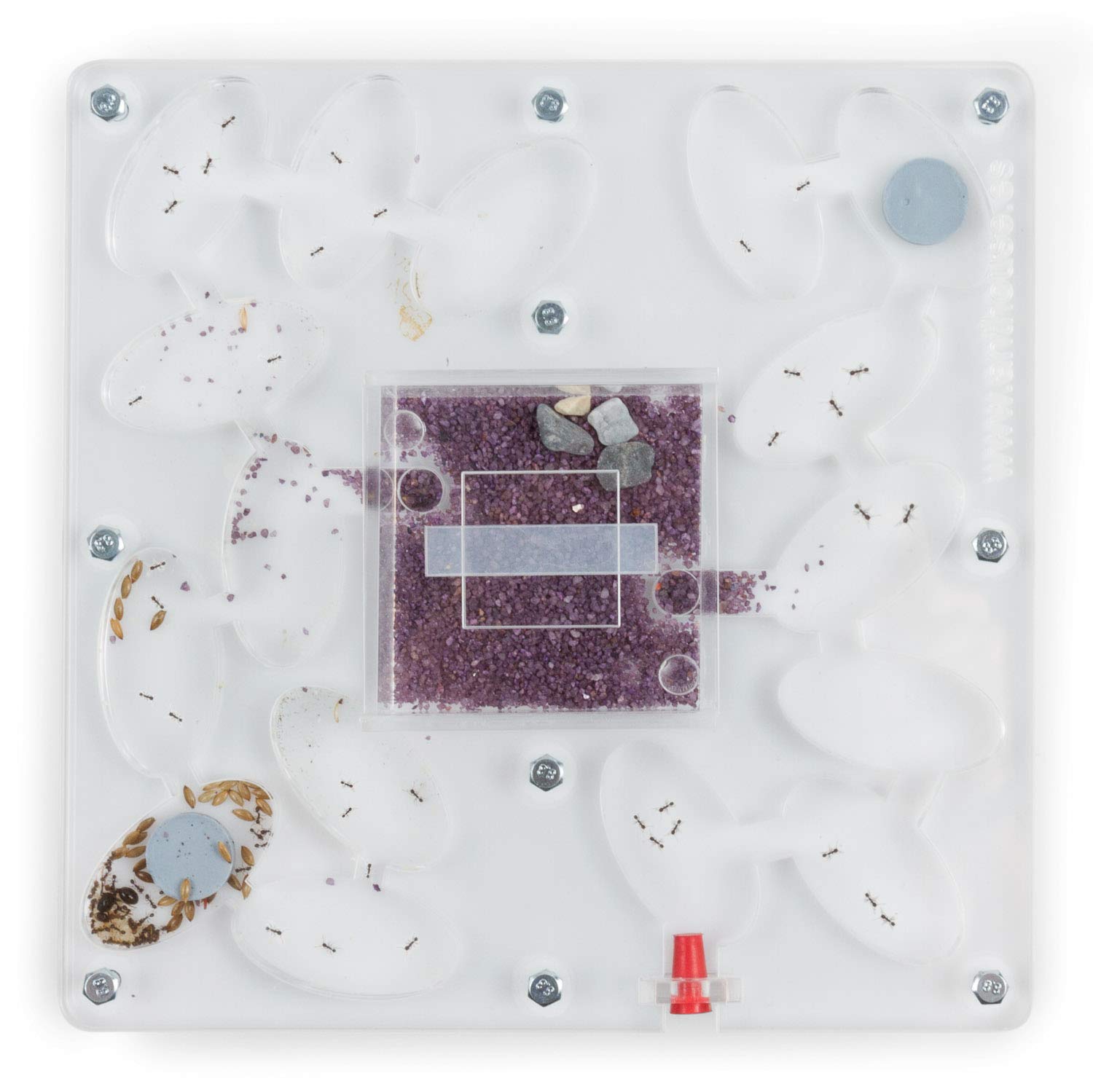 Formicaio In Acrilico E Cemento - Farm Per Formiche Con Habitat Naturale