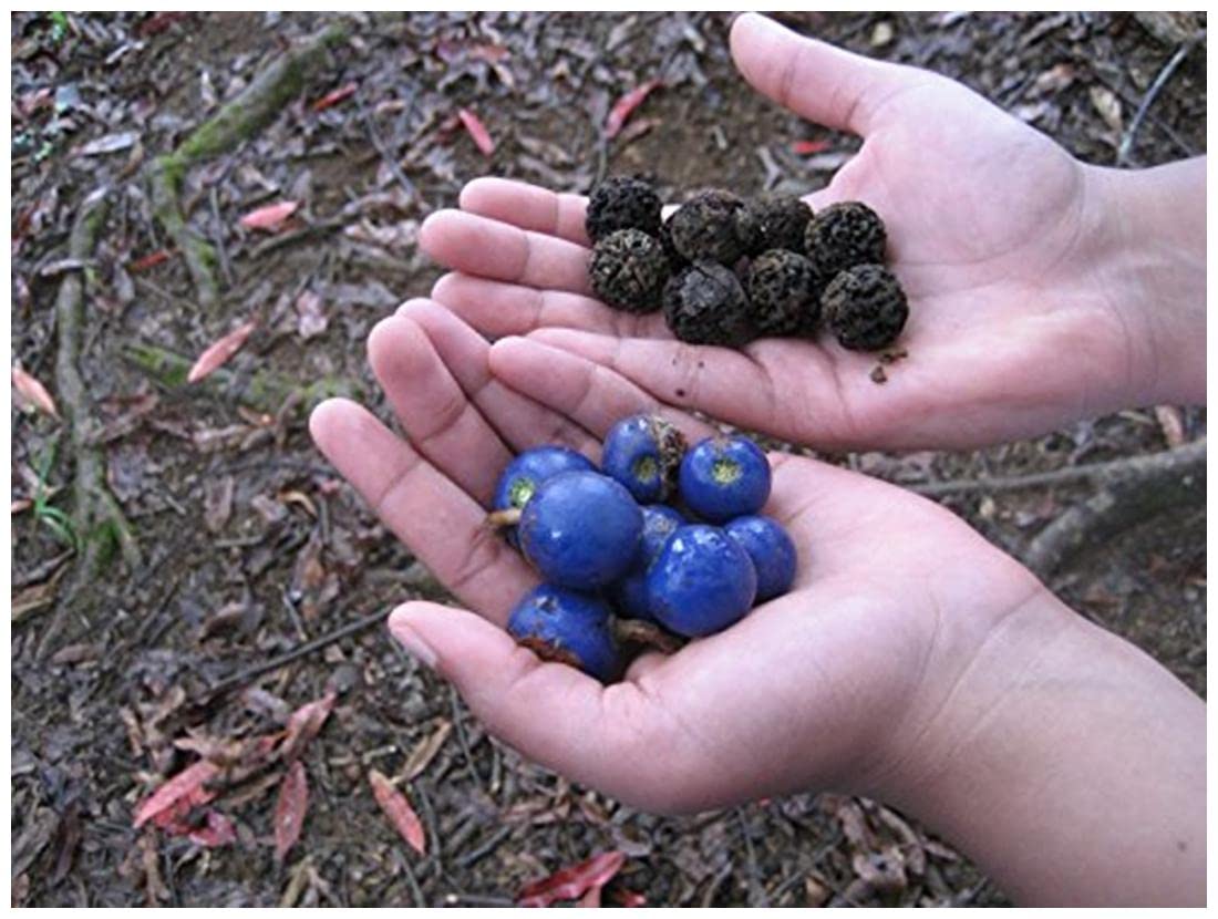 Rudraksha seeds for plant original (3 seed) (B0C3DGW3NY) Amazon Price History, Amazon Price Tracker