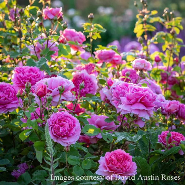 CBセール中苗　レア　ホヤ アルゲンティア プリンセス サクララン　美株 CBセール中苗 レア ホヤ アルゲンティア プリンセス サクララン 美株